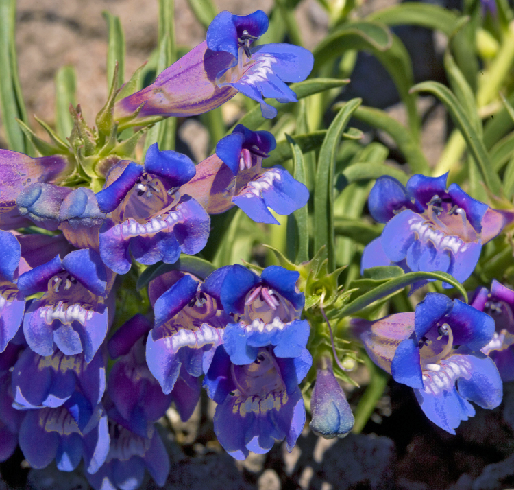 PENSTEMON SPECIOSUS