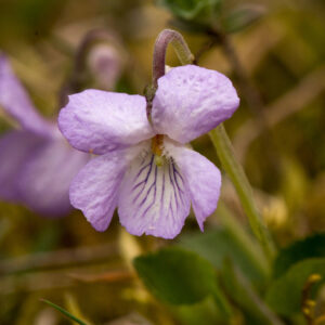 Viola rupestris 'Rosea' TEESDALE VIOLET