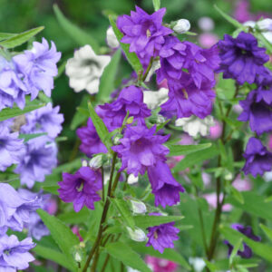 Campanula trachelium fl. pl. DOUBLE BATS-IN-THE-BELFRY