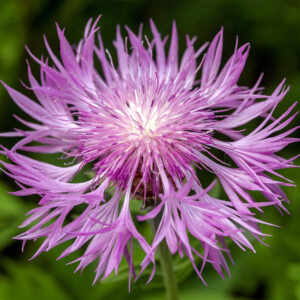 Centaurea dealbata 'Pink Passion' PINK PASSION PERSIAN CORNFLOWER