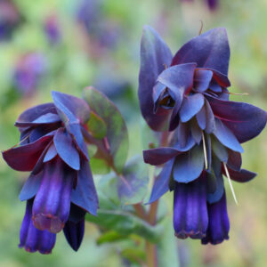 Cerinthe major 'Purpurescens' 'Kiwi Blue' KIWI BLUE HONEYWORT