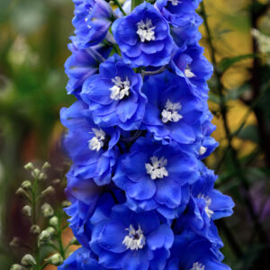 Delphinium x grandiflorum ‘Blue Bird Premium’