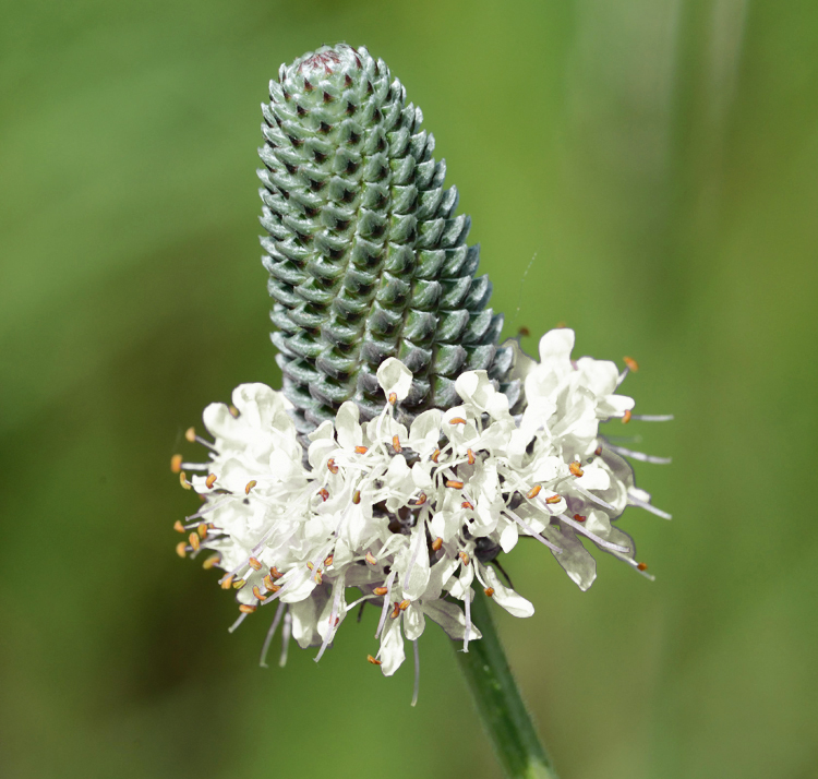 Dalea candidum WHITE PRAIRIE CANDLES