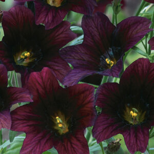 Salpiglossis sinuata 'Black Trumpets' BLACK PAINTED TRUMPETS