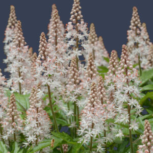 Tiarella polyphylla 'Filigran' FILIGRAN FOAM FLOWER
