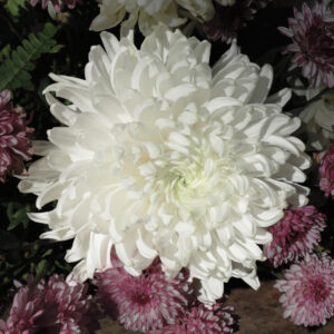 Callistephus chinensis ‘King Size White’ KING SIZE WHITE CHINA ASTER
