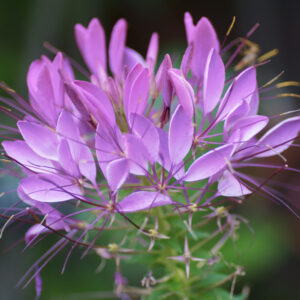 Cleome spinosa 'Violet Queen' VIOLET QUEEN CLEOME