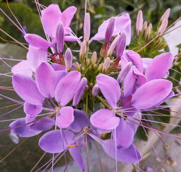 Cleome spinosa <p>'Violet Queen' <p>BULK FLOWER FARMER'S PACK <p>VIOLET QUEEN CLEOME <p>No WA / No TAS</p>