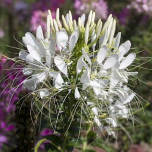 Cleome spinosa 'White Queen' BULK FLOWER FARMER'S PACK WHITE QUEEN CLEOME