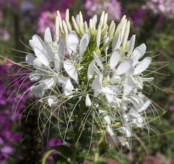 Cleome spinosa 'White Queen' BULK FLOWER FARMER'S PACK WHITE QUEEN CLEOME