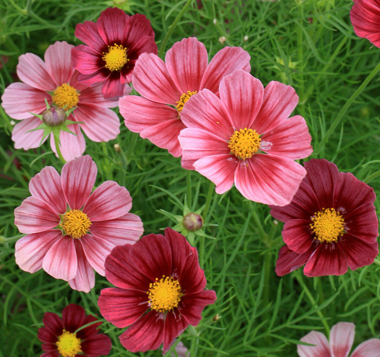 Cosmos bipinnatus ‘Antiquity' ANTIQUITY COSMOS