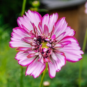 Cosmos bipinnatus ‘Fizzy Rose Picotee’ BULK FLOWER FARMER'S PACK FIZZY ROSE PICOTEE COSMOS