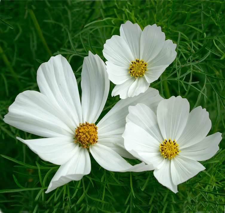 Cosmos bipinnatus ‘Versailles White’ BULK FLOWER FARMER'S PACK FRENCH WHITE COSMOS