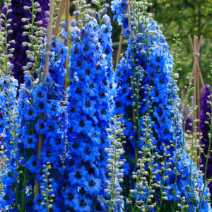 Delphinium elatum 'Sweethearts' SWEETHEARTS DOWDESWELL NZ DELPHINIUM