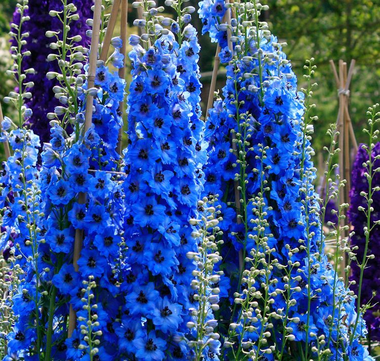 Delphinium elatum 'Sweethearts' SWEETHEARTS DOWDESWELL NZ DELPHINIUM