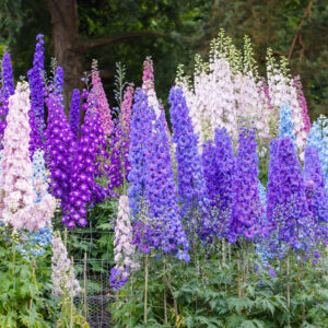 Delphinium elatum 'Double Stars' DOUBLE STARS DOWDESWELL NZ DELPHINIUMS