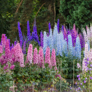 Delphinium elatum 'Dowdeswell's Mix' N.Z. DOWDESWELL DELPHINIUMS MIX