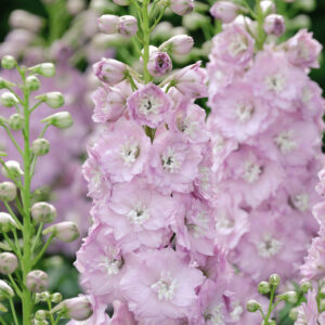 Delphinium elatum <p>'Sweethearts' <p><p> SWEETHEARTS DOWDESWELL NZ DELPHINIUM</p>