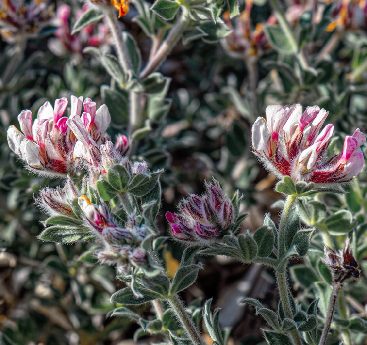 Dorycnium hirsutum HAIRY CANARY-LOTUS