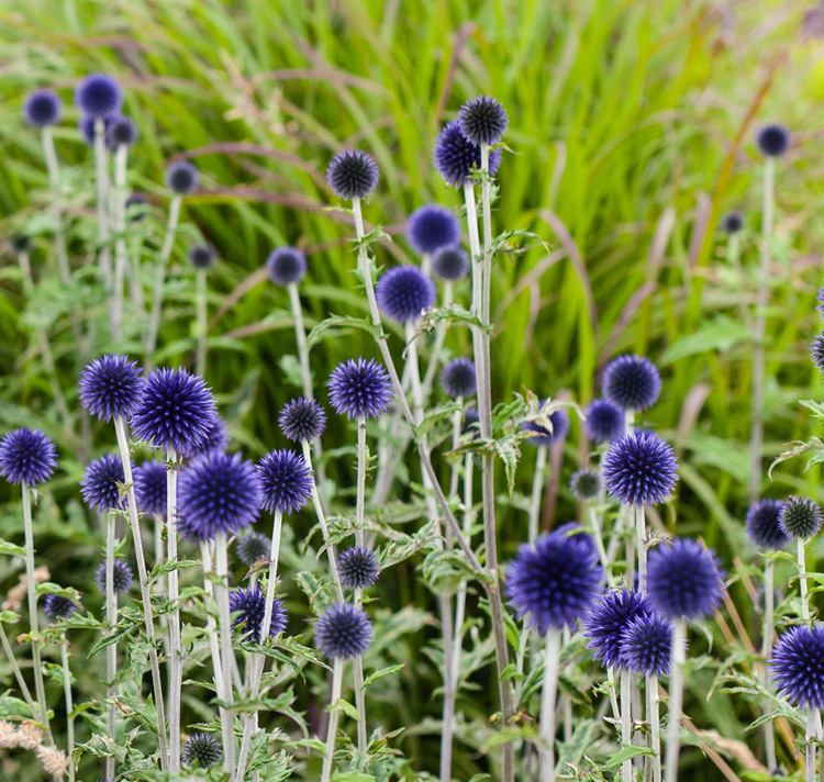 Echinops ritro 'Veitch's Blue' VEITCH'S BLUE GLOBE FLOWERS