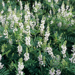 Galega officinalis 'Alba' WHITE GOAT'S RUE