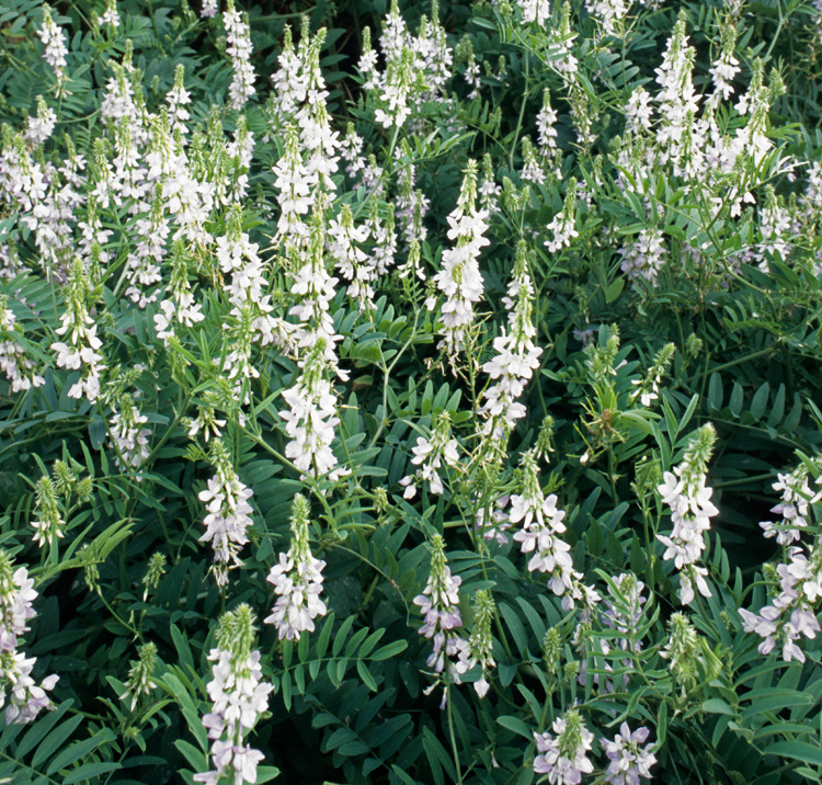Galega officinalis 'Alba' WHITE GOAT'S RUE