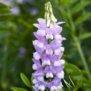 Galega officinalis GOAT'S RUE