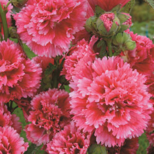 Alcea rosea <p>'Fiesta Time' <p>FIESTA DOUBLE ROSE HOLLYHOCK</p>