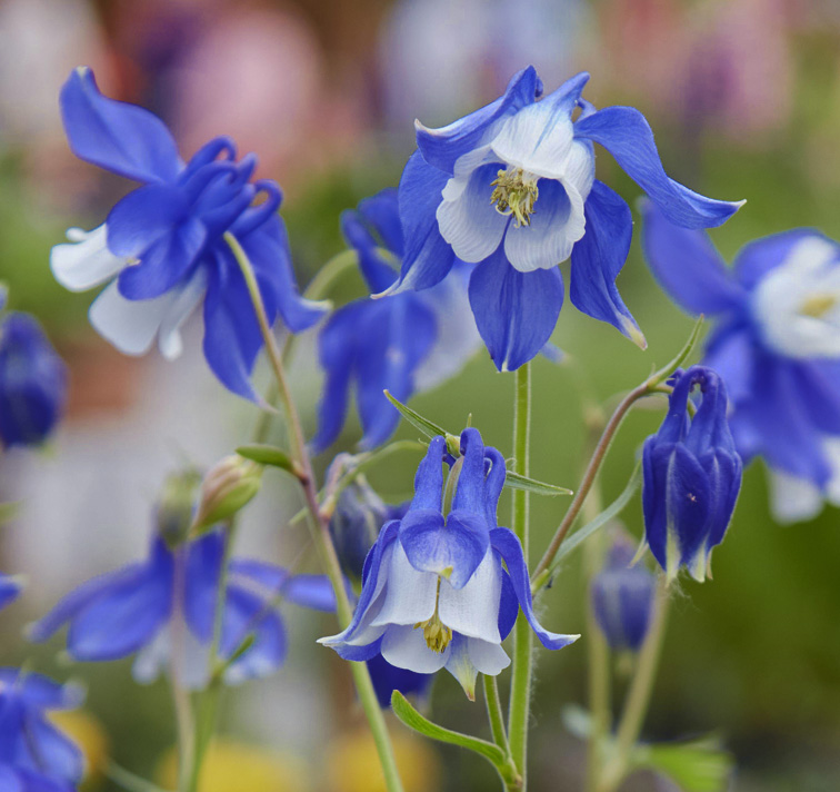 Aquilegia olympica <p>OLYMPIC COLUMBINE</p>