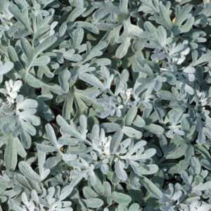 Artemisia stelleriana <p>'Mori's Strain' <p>SILVER CARPET SAGE</p>