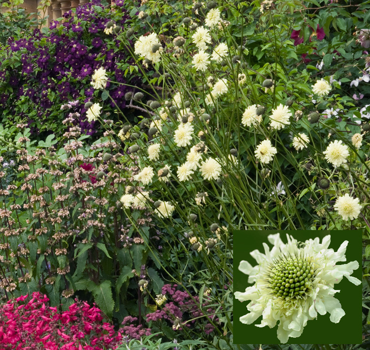 Cephalaria radiata <p>CREAM GIANT <p>ROMANIAN PINCUSHIONS <p>No WA</p>