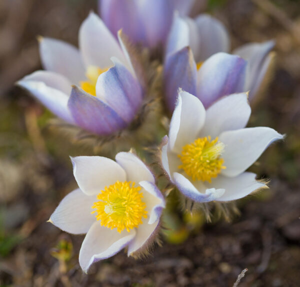 Pulsatilla vernalis <p>LADY OF THE SNOWS</p>