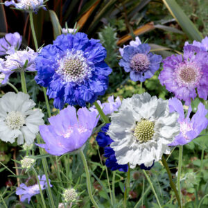 Scabiosa caucasica <p>‘Isaac House Hybrids’ <p>HOUSE'S PINCUSHIONS</p>