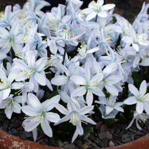Scilla mischtschenkoana <p>PERSIAN SQUILL</p>