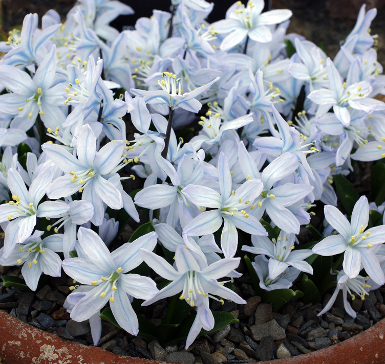 Scilla mischtschenkoana <p>PERSIAN SQUILL</p>