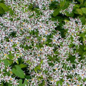 Aster divaricatus <p>WHITE WOOD ASTER <p>Syn. Eurybia divaricatus</p>