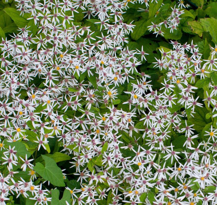 Aster divaricatus <p>WHITE WOOD ASTER <p>Syn. Eurybia divaricata</p>
