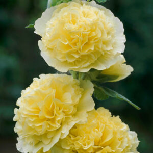 Alcea rosea <p>'Chater's Double Yellow' <p>YELLOW DOUBLE HOLLHOCKS</p>