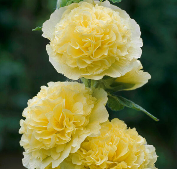 Alcea rosea 'Chater's Double Yellow' YELLOW DOUBLE HOLLYHOCK - SeedScape