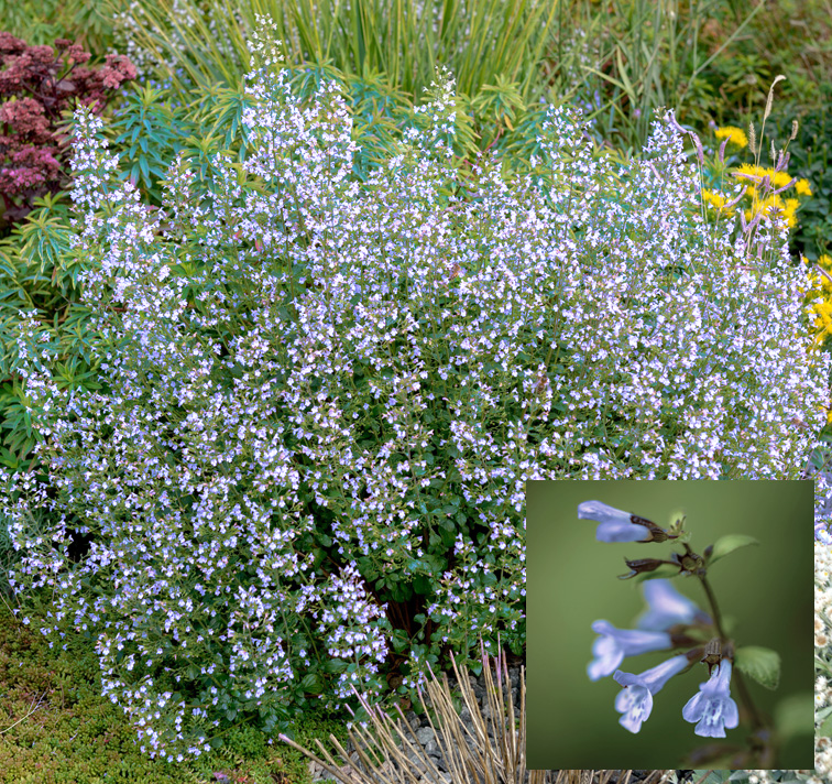 Calamintha nepeta ssp. nepeta <p>'Blue Cloud' <p>BLUE CLOUD CALAMINT</p>