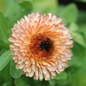 Calendula officinalis <p>'Orange Flash' <p>APRICOT FLASH ENGLISH MARIGOLD</p>