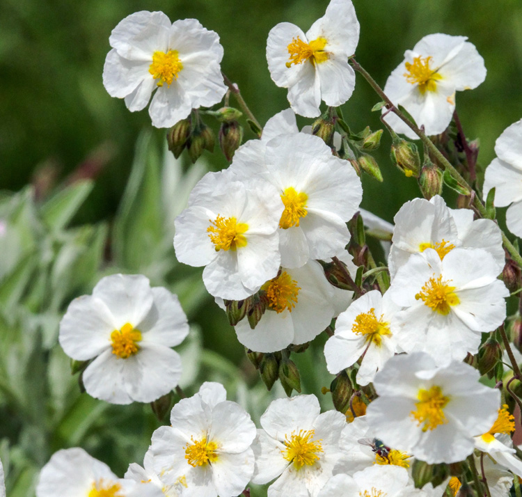 Helianthemum apenninum <p>WHITE ROCK ROSE <p>No WA</p>