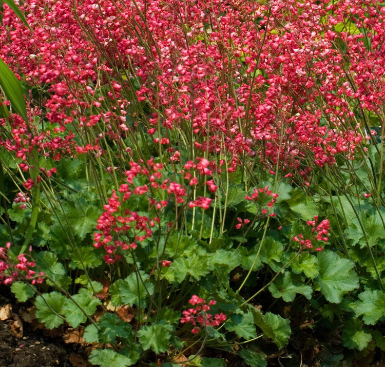 Heuchera sanguinea <p>'Firefly' <p>FIREFLY CORAL BELLS</p>