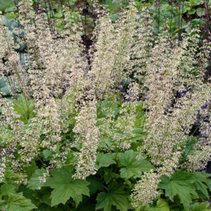 Heuchera villosa <p>var. macrorrhiza <p>'Autumn Bride' <p>AUTUMN BRIDE HEUCHERA</p>