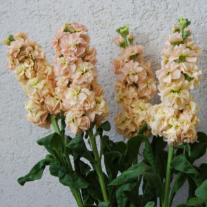 Matthiola incana <p>'Katz Apricot' <p>KATZ APRICOT STOCKS</p>