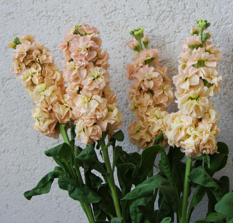 Matthiola incana <p>'Katz Apricot' <p>KATZ APRICOT STOCKS</p>