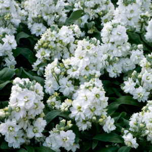 Matthiola incana <p>'Pillow Talk' <p>HEAVENLY SCENTED STOCKS</p>