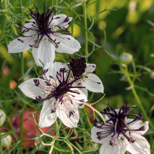 Nigella papillosa <p>'African Bride' <p>AFRICAN BRIDE LOVE-IN-THE-MIST <p>No WA</p>