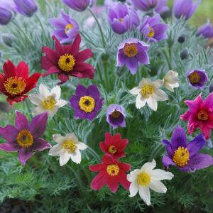 Pulsatilla vulgaris <p>'Heiler's Hybrids' <p>HEILER'S PASQUE FLOWERS</p>