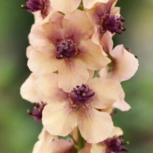 Verbascum hybrida <p>‘Southern Charm' <p>SOUTHERN CHARM MULLEINS <p>Syn. Verbascum x hybridum</p>